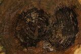 Petrified Black Ash (Fraxinus) Round - McDermitt, Oregon #166413-1